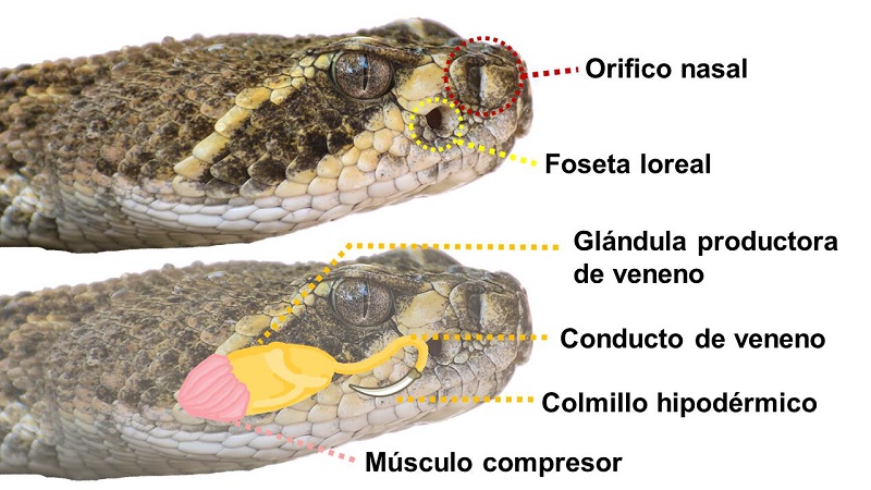 Imagen de cabeza de serpiente de la familia Viperidae donde se señalan el orificio nasal, foseta loreal y glándula productora de veneno. Fotografías por Jorge Jiménez Canale. 