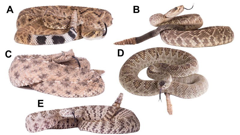 Serpientes de cascabel presentes en el Estado de Sonora: A. Serpiente de cascabel diamante del Oeste (C. atrox) B. Serpiente de cascabel cola negra (C. molossus) C. Serpiente de cascabel de cuernitos (C. cerastes) D. Serpiente de cascabel de Mojave/Altiplano (C. scutulatus) E. Serpiente de cascabel tigre (C. tigris). Fotografías por Jorge Jiménez Canale.