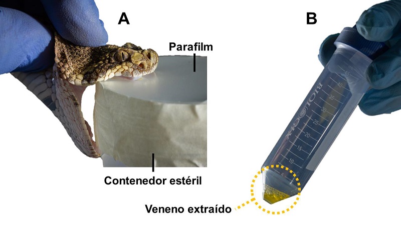 Imágenes de extracción de veneno a serpiente de cascabel en Sonora, México. Fotografías por Rodolfo Vega Littlewood.