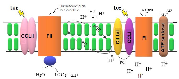 Esquema simplificado del proceso de transporte de electrones que sucede en la membrana tilacoidal de las plantas. FII: Fotosistema II, CCLII: Complejo Cosechador de Luz II, Cit b/f: Citocromo del tipo b y f, FI: Fotosistema I, CCLI: Complejo Cosechador de Luz I, PC: Plastocianina, PQ: Plastoquinona, ATP: Adenosin Trifosfato, NADP: Nicotinamida Adenina Dinucle&oacute;tido Fosfato (P). La adici&oacute;n del i&oacute;n H+ simboliza la reducci&oacute;n de las mol&eacute;culas. Modificado de Baker y Rosenqvist [11]. 