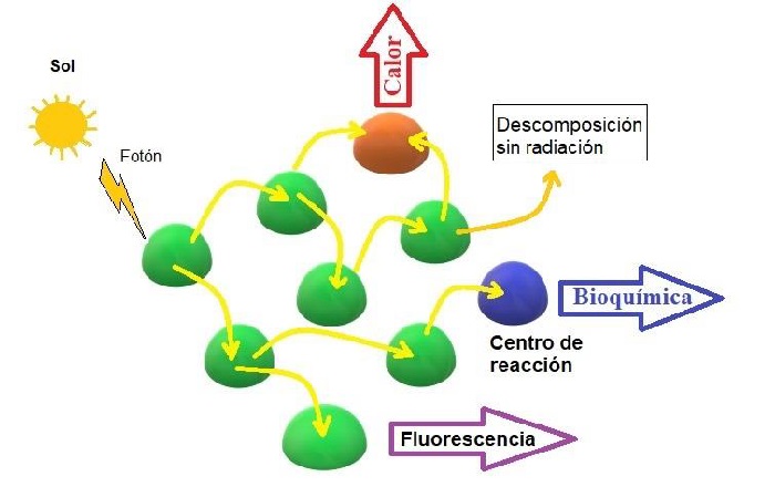 Flujo de la energ&iacute;a desde el momento en que son captados los fotones provenientes del sol, el paso a trav&eacute;s de las antenas, y las posibles v&iacute;as de desexcitaci&oacute;n. La v&iacute;a bioqu&iacute;mica se refiere a los procesos tales como la reducci&oacute;n del NADP, el ciclo de Calvin, la respiraci&oacute;n, entre otros.