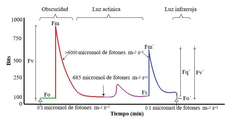 Cin&eacute;tica de inducci&oacute;n de la fluorescencia de la clorofila &lsquo;a&rsquo; que se obtiene con los fluor&oacute;metros comerciales. Fo: Fluorescencia m&iacute;nima adaptada a la obscuridad; Fm: Fluorescencia m&aacute;xima adaptada a la obscuridad; Fv: Fluorescencia variable; Fs: Estado estable adaptado a la luz; Fm': Fluorescencia m&aacute;xima adaptada a la luz; Fo': Fluorescencia m&iacute;nima adaptada a la luz; Fv': Fluorescencia variable adaptada a la luz. Modificado de Rohacek, [13].