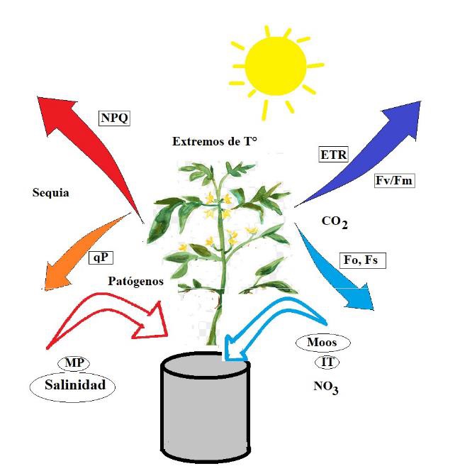 Tendencias de los par&aacute;metros principales de la fluorescencia ante los principales factores de estr&eacute;s vegetal m&aacute;s estudiados. NPQ: Declive no fotoqu&iacute;mico; qP: Declive fotoqu&iacute;mico; ETR: Tasa de transporte de electrones; Fv/Fm: Rendimiento cu&aacute;ntico m&aacute;ximo; MP: Metales pesados; Moo: Microorganismos; IT: Inductores de tolerancia. 