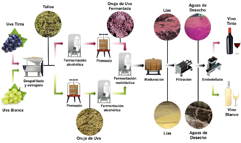 Proceso de elaboraci&oacute;n del vino y principales subproductos generados en cada etapa. 