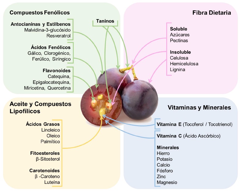 Distribuci&oacute;n de los principales compuestos bioactivos en los componentes del orujo de uva (piel, semilla, pulpa y tallo).