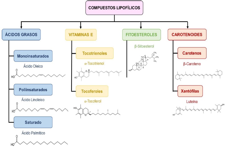 Clasificaci&oacute;n y estructura de los principales compuestos lipof&iacute;licos en el orujo de uva.