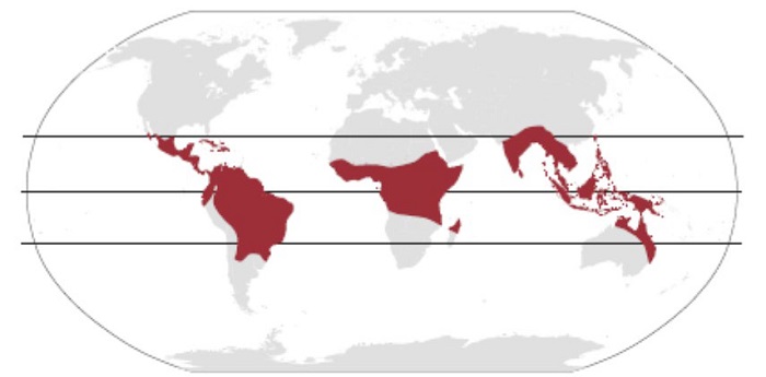 Zonas de distribución global de las abejas sin aguijón.