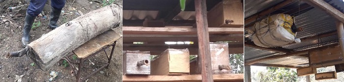 Diferentes nidos de las abejas sin aguijón. Fuente: [10], [11].