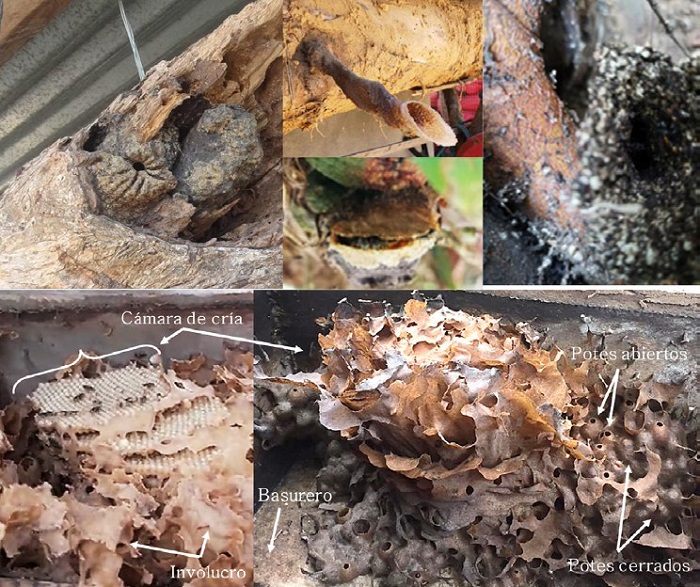 Características de los nidos de las abejas sin aguijón. Tipos de entradas (imagen superior), Interior del nido (imagen inferior). Fuente: [10], [11].