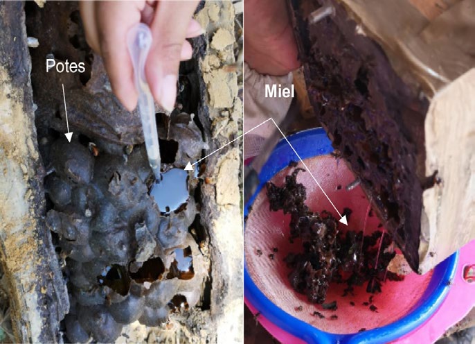 Cosecha artesanal de la miel de abejas sin aguijón. Fuente: [10], [11].