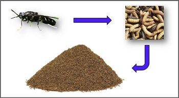 Harina de larva de mosca soldado negro. 