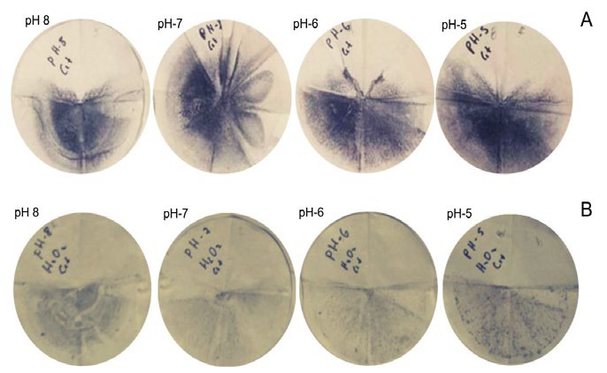 Residuos de la lixiviación, A sin oxidante, y B con oxidante
