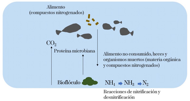 Reciclaje de nutrientes en Sistema de Biofl&oacute;culo (Adaptado de Kamboj et al. 2021). 