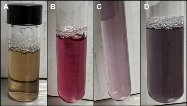 Appearance of the solutions of gold nanoparticles as A) seeds, B) nanospheres, C) nanorods, and D) nanostars. 