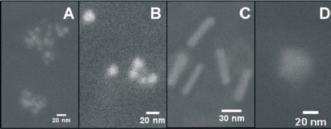 SEM images of gold nanoparticles with varying geometries: A) seeds, B) spheres, C) rods and D) stars.