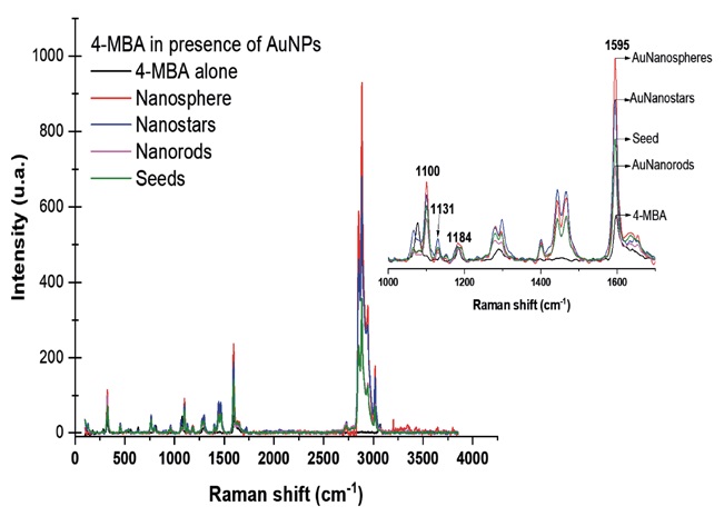 Raman spectrum of 4-MBA 10 mM in absence and in presence of gold nanoparticles with different geometries.