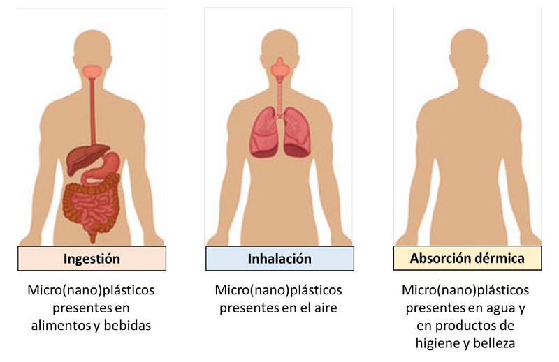 Rutas de exposici�n a micro(nano)pl�sticos.