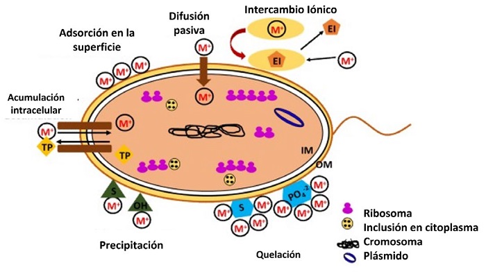 Esquema de mecanismos de remoci�n de metales por bacterias [12].