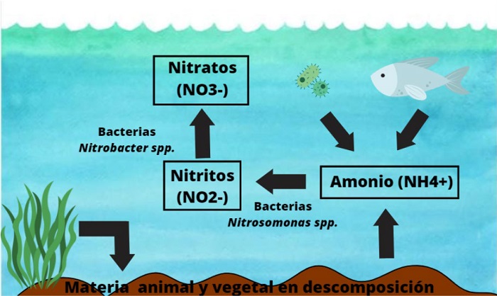 Proceso de nitrificaci�n en cuerpos de agua. Fuente propia.