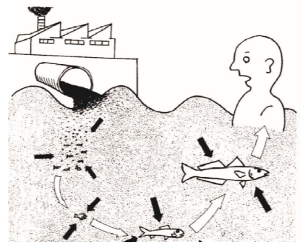 Imagen esquem�tica del derrame de material contaminado por cloruro de Hg en la bah�a de Minamata, Jap�n. El Hg primero fue absorbido por el pescado y luego, completando la cadena tr�fica, fue consumido por los habitantes de Minamata [21].