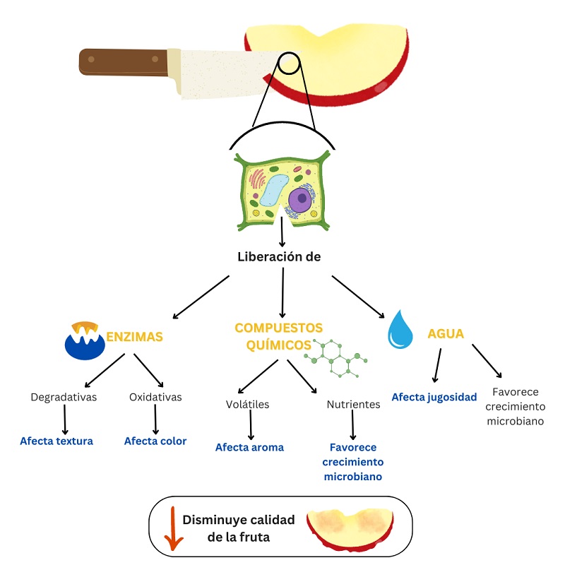 Alteración química, física, microbiológica y sensorial de las frutas al ser cortadas.