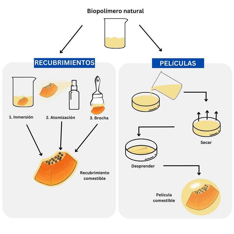 Esquema de elaboración de recubrimientos y películas comestibles.