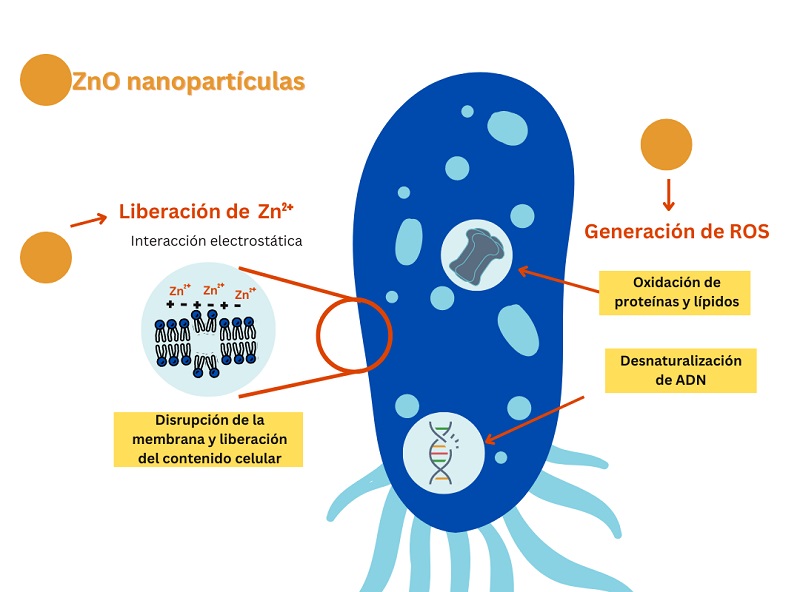 Mecanismo antibacteriano de nanopartículas de ZnO.