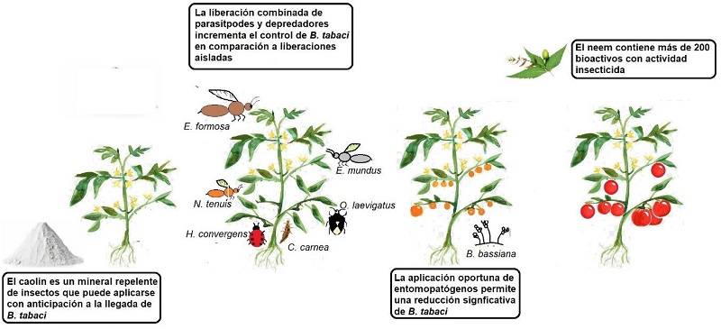 Algunas estrategias que actualmente se emplean para el manejo y control de B. tabaci durante la producci�n y que reducen significativamente la problem�tica (elaboraci�n propia)