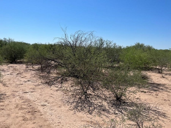 Campo agr�cola con un tiempo de abandono entre 10 y 19 a�os. Se observa mayor presencia de arbustos que en campos con menor tiempo de abandono.