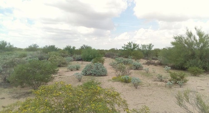 Campo agr�cola tras m�s de 30 a�os de abandono. La trayectoria de la vegetaci�n est� determinada por la sucesi�n/colonizaci�n por especies nativas. Se observa el desarrollo de comunidades vegetales m�s complejas que en campos con menor tiempo de abandono.