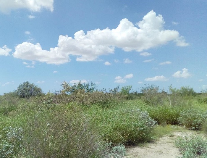 Campo agr�cola tras m�s de 30 a�os de abandono. La trayectoria de la vegetaci�n est� influenciada por la sucesi�n/colonizaci�n de especies nativas, pero tambi�n de especies ex�ticas como el pasto buffel (Cenchrus ciliaris). Se observa el desarrollo de comunidades vegetales m�s complejas que en campos con menor tiempo de abandono.