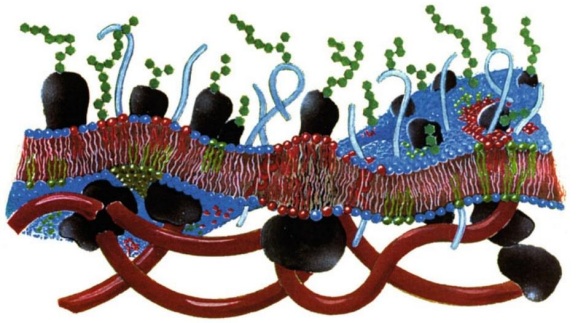 Representaci�n esquem�tica de la membrana plasm�tica. Con la bicapa como estructura central, la cual presenta ondulaciones, segmentos con un mayor espesor de bicapa y heterogeneidad lateral. Tambi�n se observan algunas prote�nas en color negro y el citoesqueleto de color rojo en el exterior de la bicapa. [22]