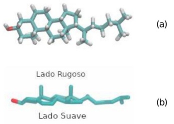 Representaci�n en tres dimensiones del colesterol, observado desde dos perspectivas. En (a) se incluyen los �tomos de hidr�geno y en (b) no se incluyen.