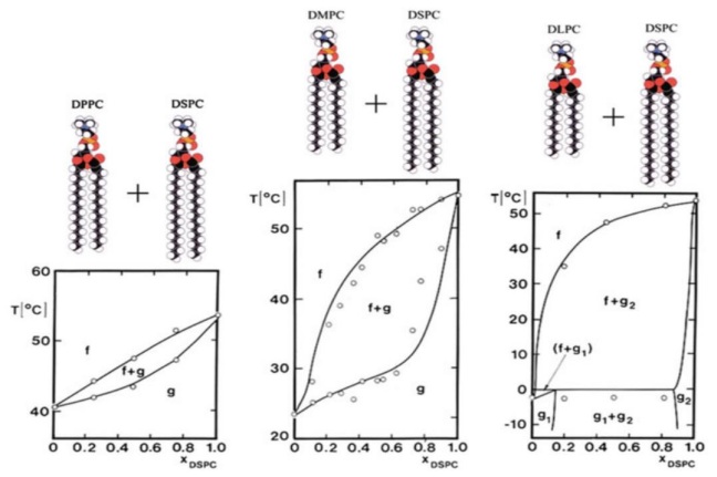 Diagrama de fase de mezcla binaria de tres sistemas. De derecha a izquierda se reemplaza uno de los l�pidos por uno con cadenas m�s peque�as. Figura tomada de referencia [21].