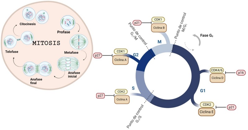 Representaci�n gr�fica del ciclo celular y de las prote�nas que participan en su regulaci�n. Imagen creada con BioRender.com
