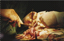 Conceptos Vitales (2002) 12/25