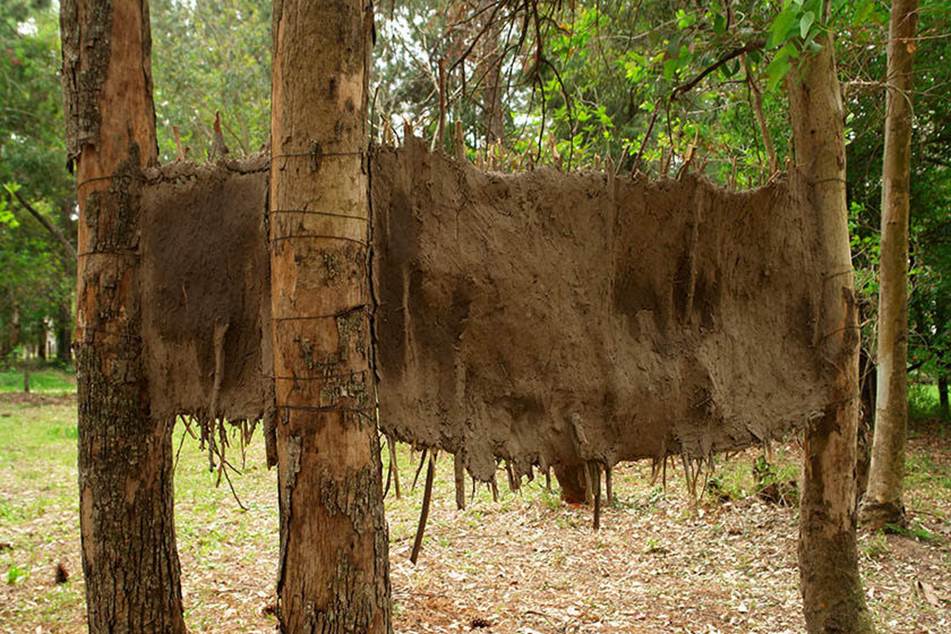 S/T. 2016 Quincha de barro y paja entre los &aacute;rboles 240 x 70 cm. Curadora Residencia. Santa Fe, Argentina