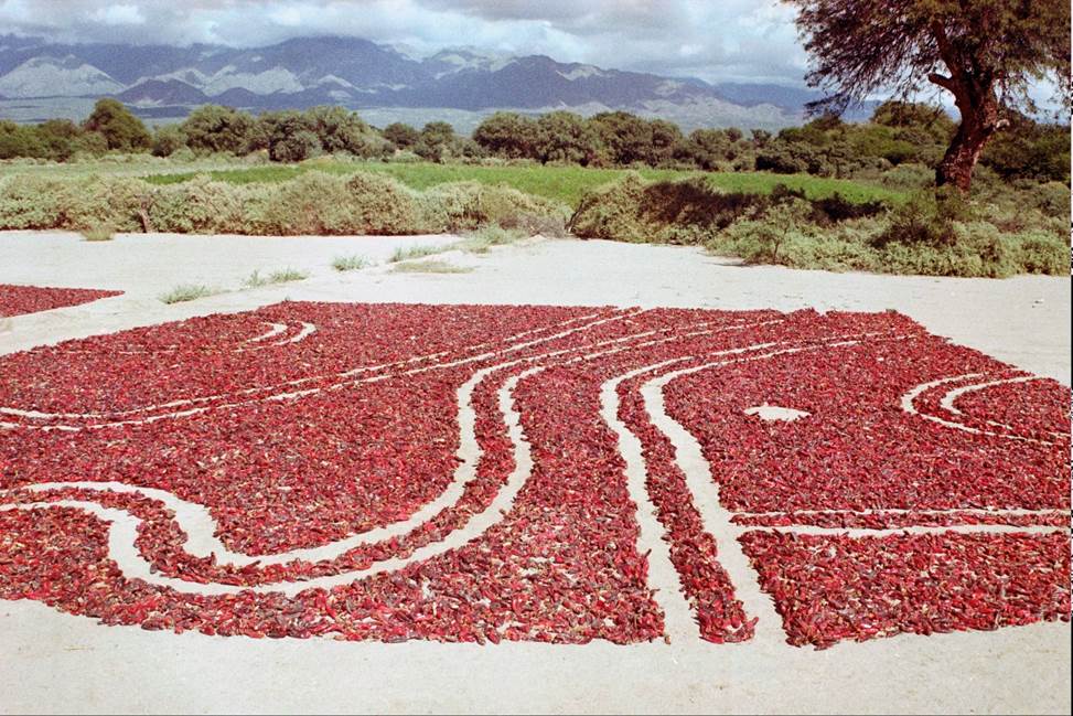 Florencia Sadir, Caminar sobre lo rojo. 2021. Dibujos sobre pimientos. San Carlos, Salta