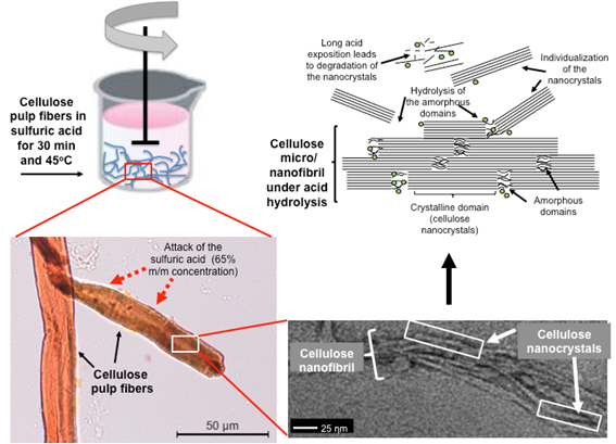 Scheme of the acid hydrolysis of the cellulose pulp fibers, with the individualization of the cellulose nanocrystals.