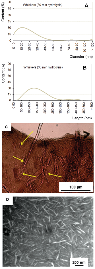 Diameter (A) and length (B) distribution of the cellulose nanocrystals; (C) light microscopy micrograph (LM) of a cellulose nanocrystal film (arrows indicate residual fibers were not completely hydrolyzed); (D) transmission electron microscopy (TEM) micrograph of cellulose nanocrystals.