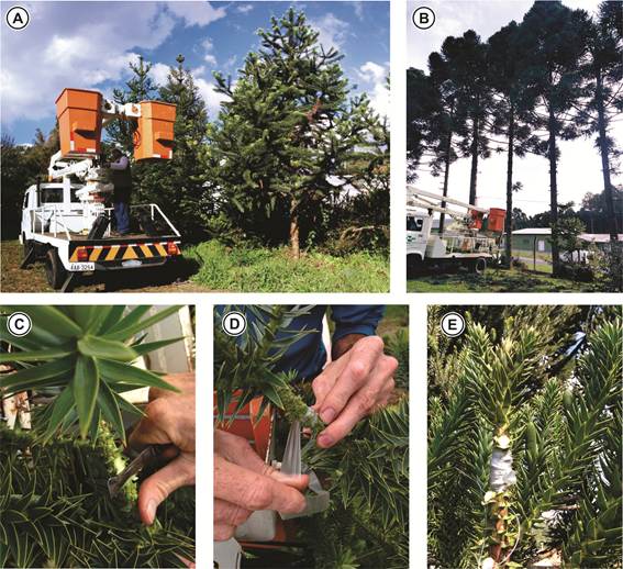 General characterization of the experiments: (A) 8-year-old parent trees; (B) 35-year-old parent trees; (C) preparation of the rootstock to receive the graft; (D) patch placement with grafting tape and (E) finished graft.