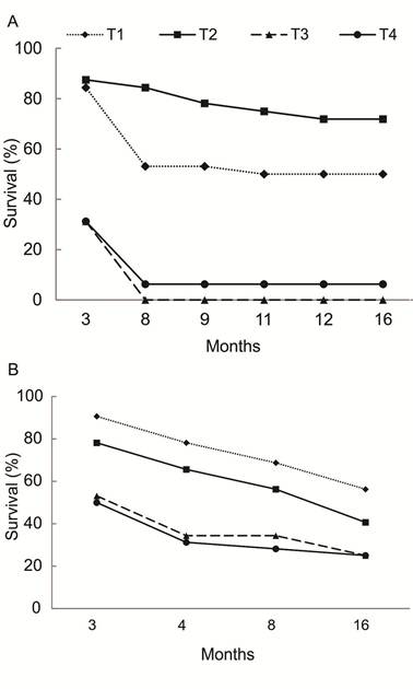 Survival of A. angustifolia grafts as a function of growth habit and age of rootstocks at 16 months after grafting in autumn/2015 (A) and spring/2015 (B). Where: T1: 8-year-old rootstocks and orthotropic grafts; T2: 8-year-old rootstocks and plagiotropic grafts; T3: 35-year-old rootstocks and plagiotropic grafts; T4: 35-year-old rootstocks and orthotropic grafts.