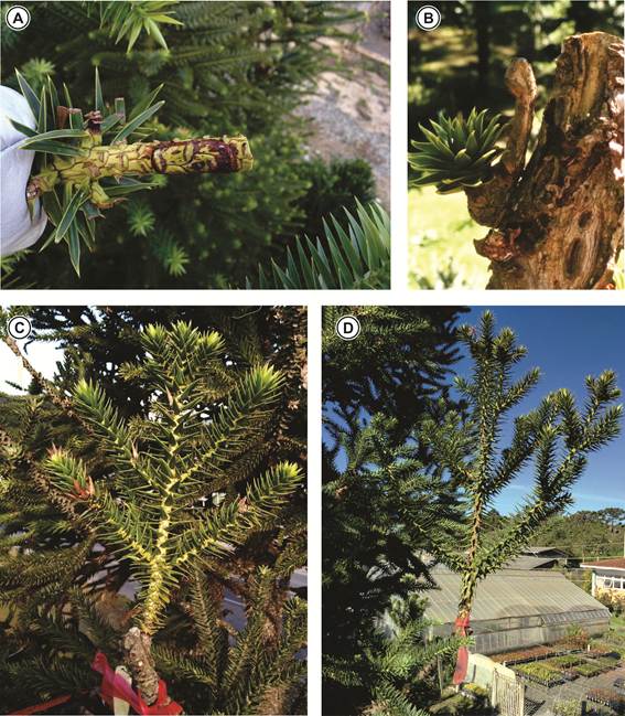 General aspects of the grafts: (A) Live graft 3 months after grafting, with apical portion of the grafted branch (rootstock) removed; (B) Live graft with low union (or weld) quality; (C) Orthotropic graft after 16 months in 35-year-old rootstock and (D) Orthotropic graft after 26 months in 8-year-old rootstock.