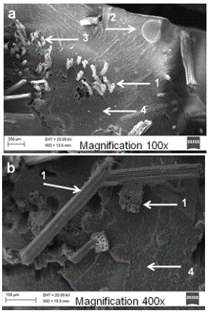 SEM micrographs of the fracture surface of the composites reinforced with mauve untreated. (a) 100x magnifi cation (MA); (b) 400x magnifi cation (MA). Arrows indicate: (1) mauve fi bers, (2) presence of air bubbles, (3) surface left by the pull- out of the fi ber (4) resin.