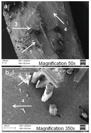 SEM micrographs of the fracture surface of the composites reinforced with treated mauve. (a) 50x magnifi cation (MA-T); (b) 350x magnifi cation (MA-T). Arrows indicate: (1) mauve fi bers, (2) presence of air bubbles, (3) surface left by the pull-out of the fi ber (4) resin.