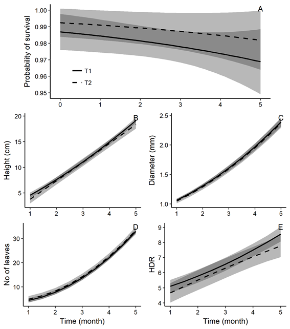 Means estimated along the time (lines) and confi dence band (lighter areas) for Quillaja brasiliensis seedlings coming from directly sowing (T1) and transplanted (T2) for probability survival (A), total height (B), diameter at soil level (C), height-diameter rate (D) and number of mature leaves (E).
