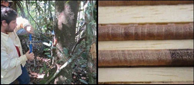 Copaifera spp. and habitat, and the Copaifera spp. growth rings in the Cerrado-Amazonia ecotone in the central north region of Mato Grosso State, Brazil.