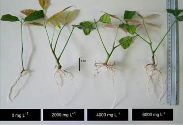 Khaya ivorensis mini-cuttings rooted, 30 days after staking, with the different indole-3-butyric acid (IBA) doses tested.