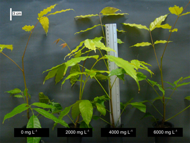 Height variation of the Khaya ivorensis clonal seedlings under IBA concentrations, 120 days after staking.