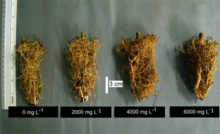 Root system of K. ivorensis clonal seedlings under IBA concentration, 120 days after staking.